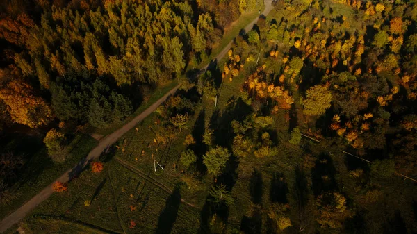 秋の公園を飛行します 黄色の紅葉をした木が見える 空中写真 — ストック写真