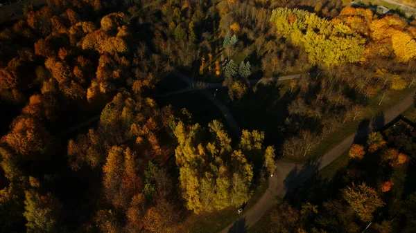 Voo Sobre Parque Outono Árvores Com Folhas Outono Amarelas São — Fotografia de Stock