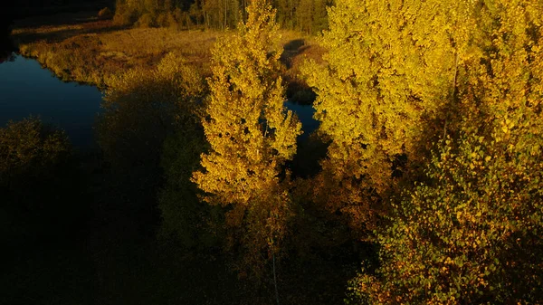 Πάρκο Περιοχή Ένα Ποτάμι Νούφαρα Δέντρα Κίτρινα Φθινοπωρινά Φύλλα Είναι — Φωτογραφία Αρχείου