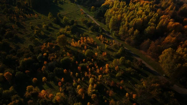 Полет Над Осенним Парком Видны Деревья Жёлтыми Осенними Листьями Аэрофотосъемка — стоковое фото