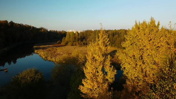 Dans Parc Une Rivière Sinueuse Avec Des Nénuphars Les Arbres — Photo