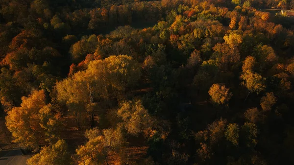 Полет Над Осенним Парком Видны Деревья Жёлтыми Осенними Листьями Аэрофотосъемка — стоковое фото