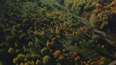 Sonbahar parkında uçuş. Sarı sonbahar yapraklı ağaçlar görülebilir. Hava fotoğrafçılığı.