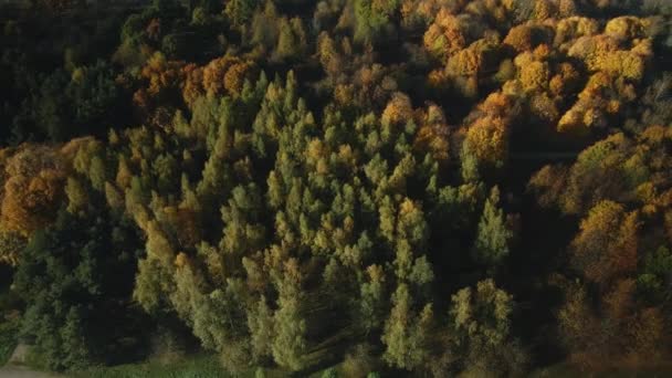 Latanie Jesiennym Parku Drzewach Widoczne Żółte Liście Lot Panoramiczny Fotografia — Wideo stockowe