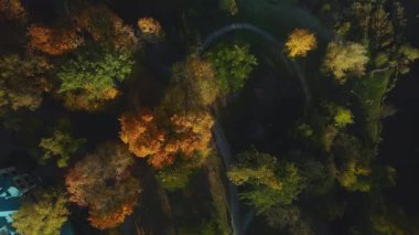 Sonbahar parkında uçuş. Sarı sonbahar yapraklı ağaçlar görülebilir. Hava fotoğrafçılığı.