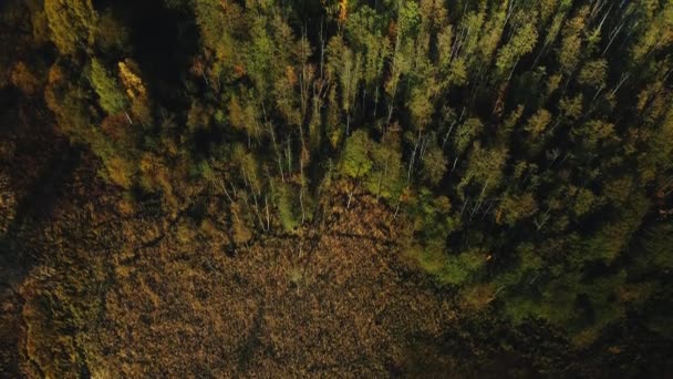 Sonbahar Parkında Uçuş Sarı Sonbahar Yapraklı Ağaçlar Görülebilir Hava Fotoğrafçılığı — Stok video