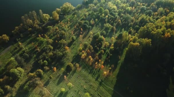 Полет Над Осенним Парком Видны Деревья Жёлтыми Осенними Листьями Озеро — стоковое видео