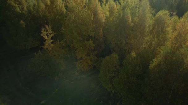 Vuelo Sobre Parque Otoño Los Árboles Con Hojas Amarillas Otoño — Vídeo de stock