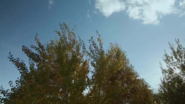 Flug Über Den Herbstpark Bäume Mit Gelben Herbstblättern Sind Sehen — Stockvideo