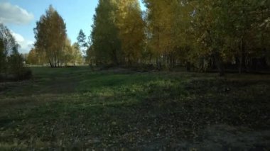 Sonbahar parkında uçuş. Sarı sonbahar yapraklı ağaçlar görülebilir. Hava fotoğrafçılığı.