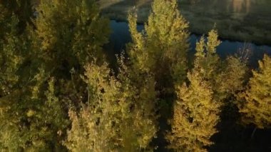 Park alanı. Parkta bir nehir akar. Sarı sonbahar yapraklı ağaçlar görülebilir. Hava fotoğrafçılığı.