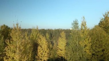 Sonbahar parkında uçuş. Sarı sonbahar yapraklı ağaçlar görülebilir. Hava fotoğrafçılığı.