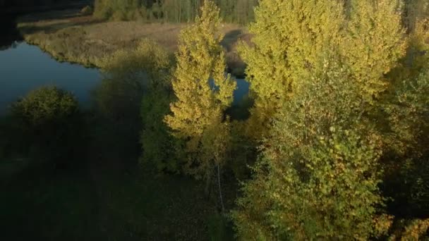 Dans Parc Une Rivière Traverse Parc Les Arbres Aux Feuilles — Video