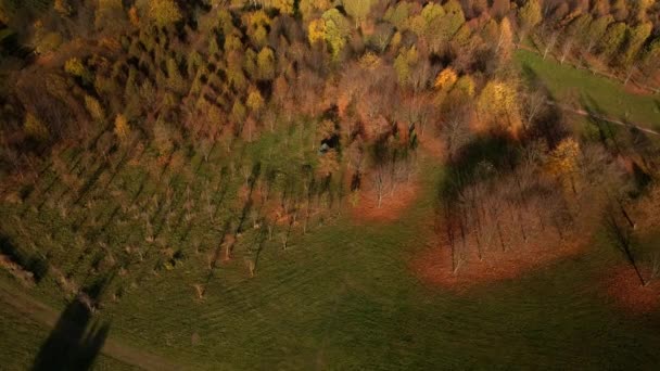 Vlucht Het Herfstpark Bomen Met Gele Herfstbladeren Zijn Zichtbaar Luchtfotografie — Stockvideo