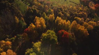 Sonbahar parkında uçuş. Sarı sonbahar yapraklı ağaçlar görülebilir. Güneşin arka planında vuruldu. Hava fotoğrafçılığı.