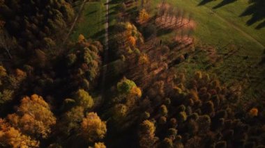 Sonbahar parkında uçuş. Sarı sonbahar yapraklı ağaçlar görülebilir. Güneşin arka planında vuruldu. Hava fotoğrafçılığı.
