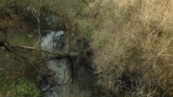 Zona Parcului Râu Învârtit Copacii Frunze Galbene Toamnă Sunt Vizibile — Videoclip de stoc