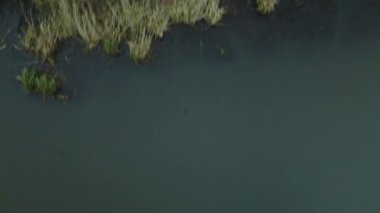 Şehir parkının içindeki nehir. Sonbaharın sonu, bulutlu. Nehrin kıyısında kurumuş sazlıklar. Kamerayı aşağı uçur. Hava fotoğrafçılığı.