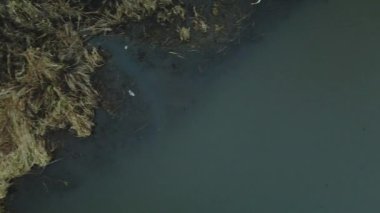 Şehir parkının içindeki nehir. Sonbaharın sonu, bulutlu. Nehrin kıyısında kurumuş sazlıklar. Kamerayı aşağı uçur. Hava fotoğrafçılığı.