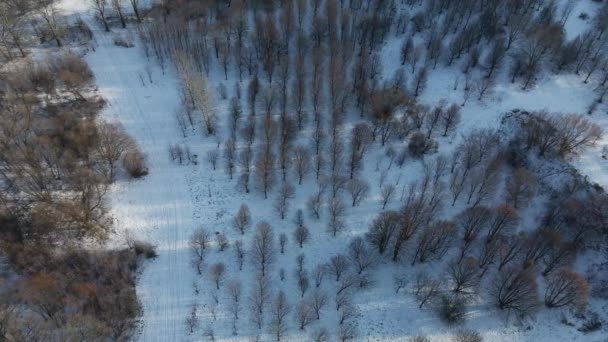 Hochhäuser Einem Winterpark Luftaufnahmen — Stockvideo