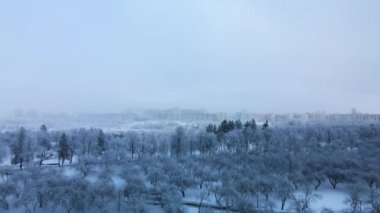 Kış şehri bahçesi. Karda ağaçlar. Karla kaplı bir parkın üzerinde uçuyor. Hava fotoğrafçılığı.