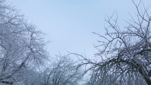 Winter City Garden Trees Snow Flying Snow Covered Park Small — Video