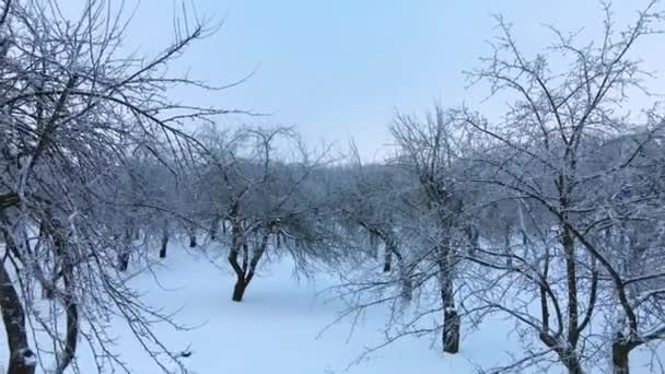 冬の都市庭園 雪の中の木 雪に覆われた公園を飛んでいます 高さが小さい 空中写真 — ストック動画