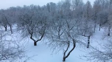 Kış şehri bahçesi. Karda ağaçlar. Karla kaplı bir parkın üzerinde uçuyor. Hava fotoğrafçılığı.
