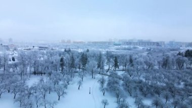 Kış şehri bahçesi. Karda ağaçlar. Karla kaplı bir parkın üzerinde uçuyor. Hava fotoğrafçılığı.