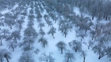 Kış şehri bahçesi. Karda ağaçlar. Karla kaplı bir parkın üzerinde uçuyor. Hava fotoğrafçılığı.