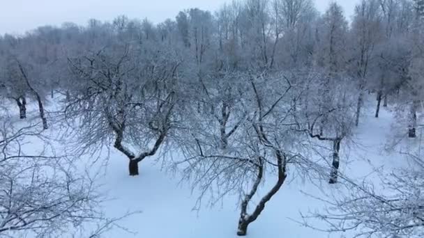 冬の都市庭園 雪の中の木 雪に覆われた公園を飛んでいます 空中写真 — ストック動画