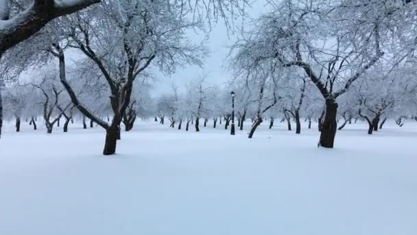 Winter City Garden Trees Snow Flying Snow Covered Park Small — Stock Video