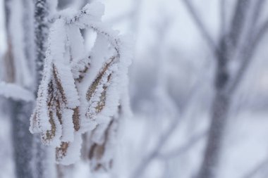 Karla kaplı kurumuş bitkiler. Kuru çimlerde buz. Yakın plan..