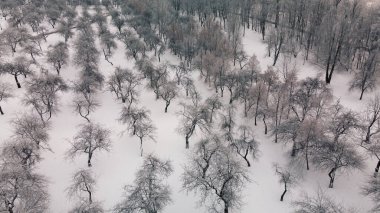 Kış şehri bahçesi. Karda ağaçlar. Karla kaplı bir parkın üzerinde uçuyor. Hava fotoğrafçılığı.