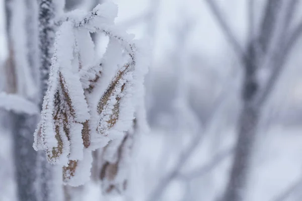 Сушені Рослини Покриті Снігом Мороз Сухій Траві Крупним Планом — стокове фото