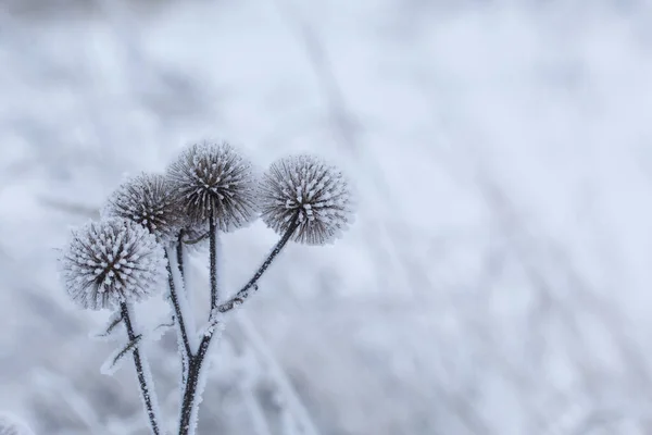 Dried Plants Covered Snow Frost Dry Grass Close — Stock Fotó