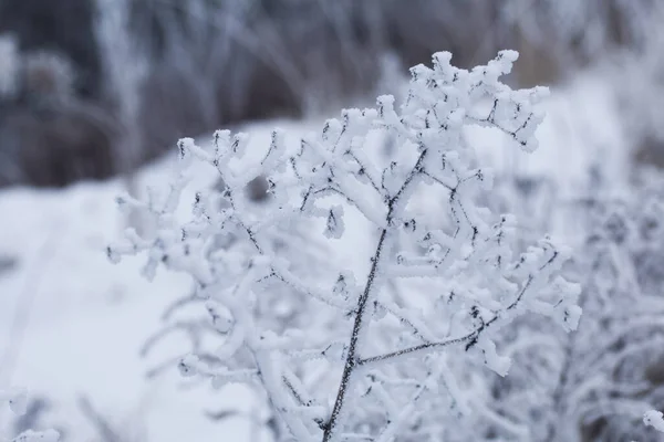 Suszone Rośliny Pokryte Śniegiem Mróz Suchej Trawie Zbliżenie — Zdjęcie stockowe