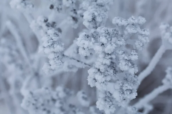 Dried Plants Covered Snow Frost Dry Grass Close — ストック写真