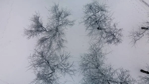 Зимовий Міський Сад Дерева Снігу Політ Над Засніженим Парком Аерофотозйомка — стокове фото