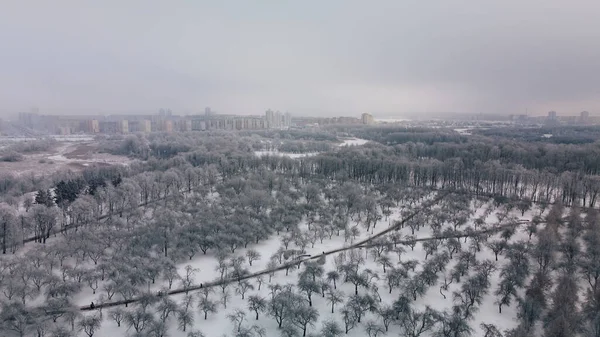 Ogród Zimowy Drzewa Śniegu Latanie Nad Zaśnieżonym Parkiem Fotografia Lotnicza — Zdjęcie stockowe