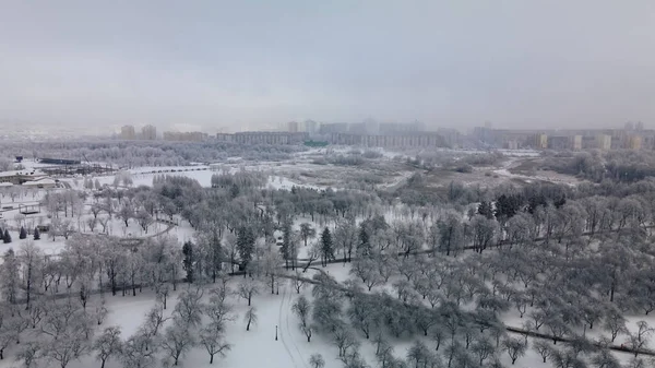 Kış Şehri Bahçesi Karda Ağaçlar Karla Kaplı Bir Parkın Üzerinde — Stok fotoğraf