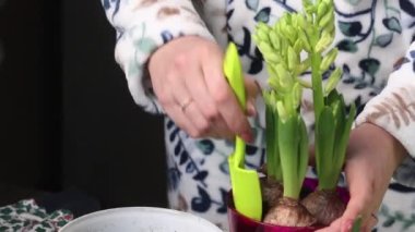 Bir kadın nakledilen bir saksı çuha çiçeğine toprak ekler. Ampuller ve tomurcuklar görülebilir. Yakın plan.