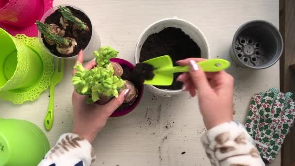 Woman Adds Soil Pot Transplanted Primroses Bulbs Buds Visible Close — стоковое видео