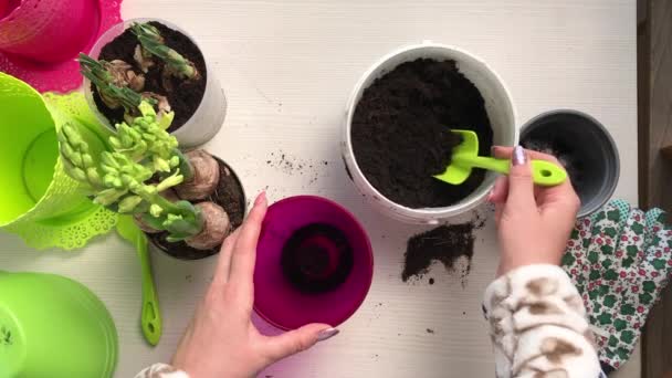 Woman Pours Soil Pot Transplantation Primroses Purchase Hyacinth Bulbs Buds — 图库视频影像