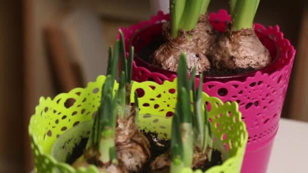 Transplanted Primroses Bulbs Buds Hyacinths Daffodils Visible Water Droplets Plant — Vídeo de Stock