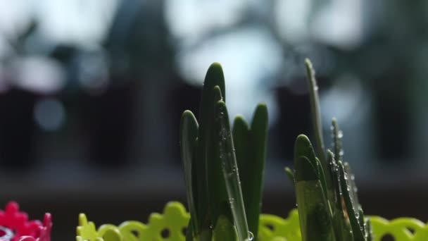 Transplantované Prvorůže Viditelné Jsou Cibule Pupeny Hyacintů Narcisů Kapky Vody — Stock video