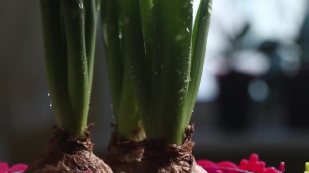 Transplantované Prvorůže Viditelné Jsou Cibule Pupeny Hyacintů Narcisů Kapky Vody — Stock video