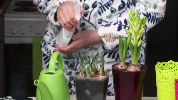 Woman Sprays Spray Bottle Transplanted Primroses Bulbs Buds Hyacinths Daffodils — Stockvideo