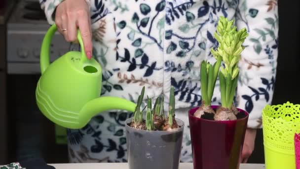 Woman Waters Transplanted Primroses Watering Can Bulbs Buds Hyacinths Daffodils — Stockvideo