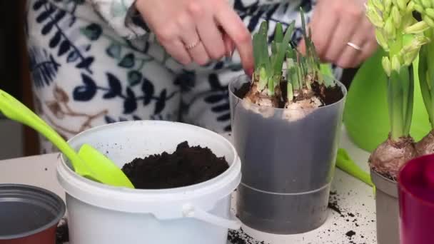 Woman Transplants Primroses New Pot Adds Soil Daffodil Hyacinth Bulbs — Stockvideo